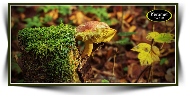 Mantar Üretiminde Organik ve Kontrollü Üretim